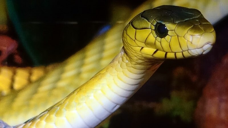 Nằm mơ thấy rắn màu vàng biểu hiện sự sợ hãi