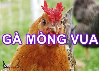 Đánh giá gà mồng vua tốt hay xấu có nên nuôi gà chọi mồng vua