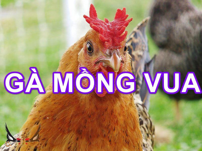 Gà mồng vua là gì?