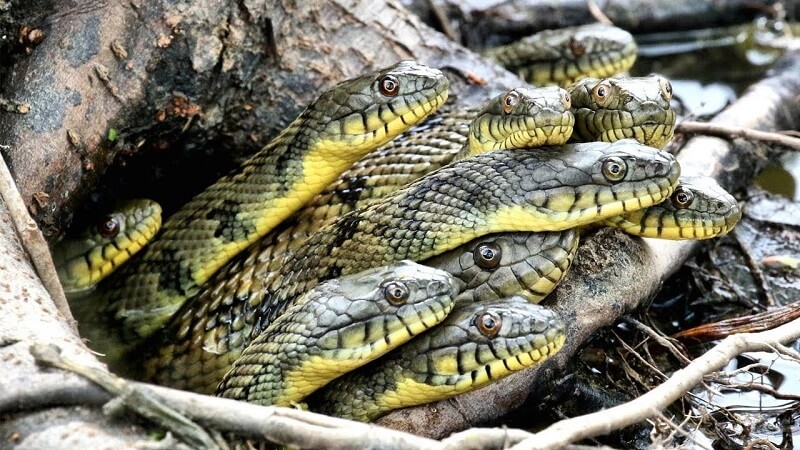 Nằm mơ thấy 3 con rắn mang điềm báo gì?