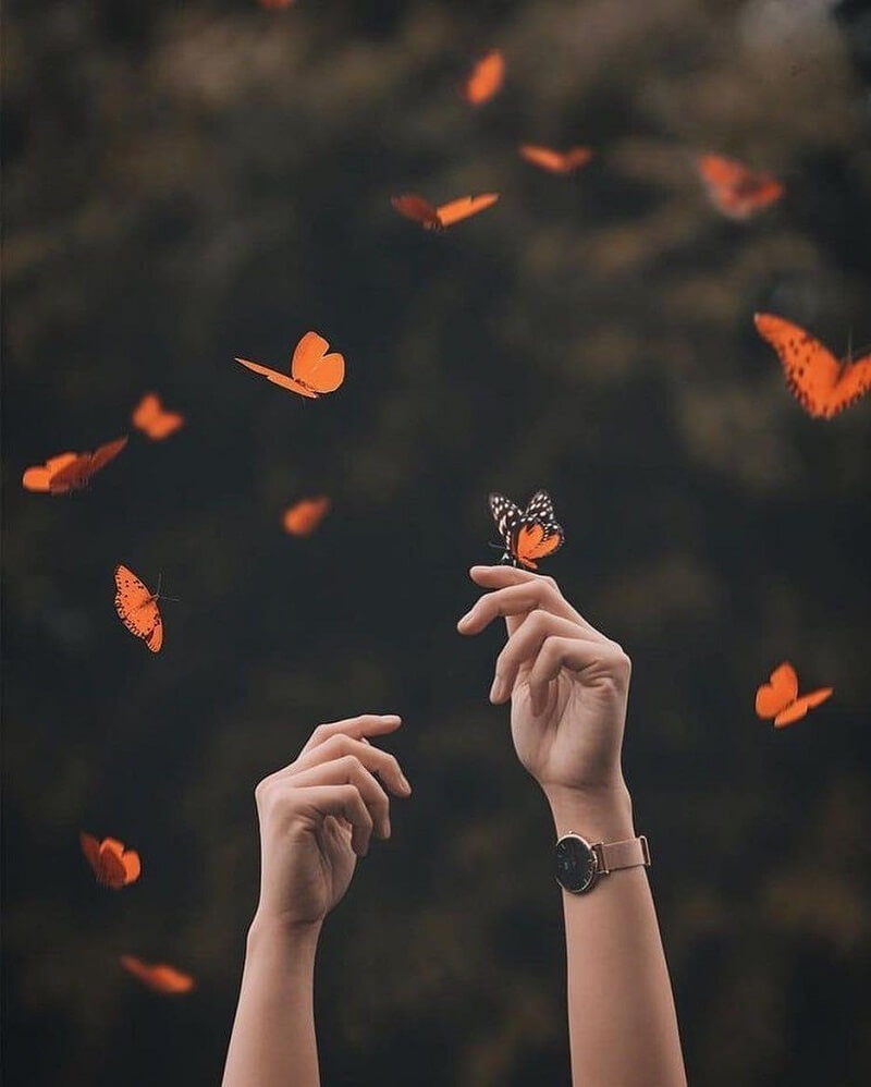 Con bướm số mấy và các giấc mơ thường gặp - 2