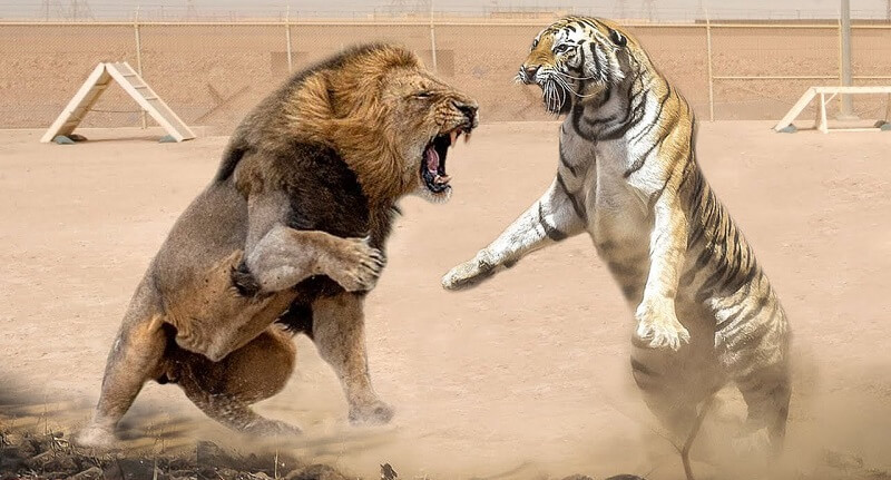 Ngủ mơ thấy sư tử và hổ đánh nhau