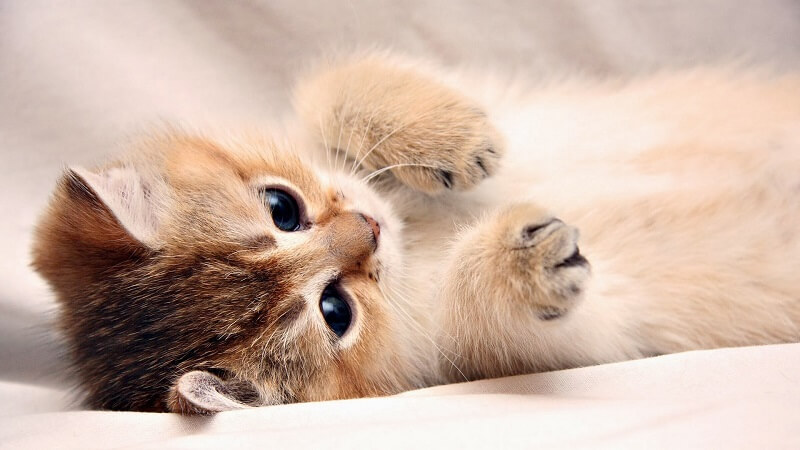 Nằm mơ thấy mèo là điềm gì? Đánh con gì dễ trúng nhất? 5
