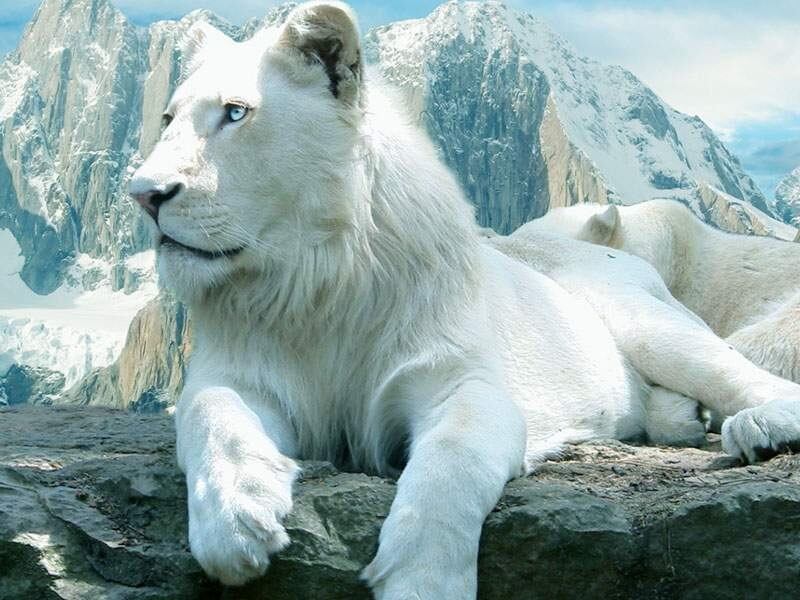 Ngủ mơ thấy sư tử trắng