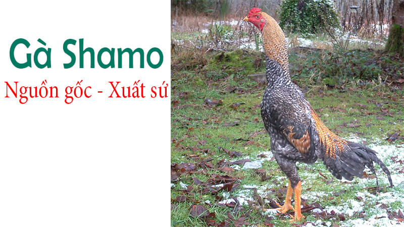 NGUỒN GỐC CỦA GÀ SHAMO