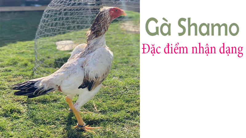 ĐẶC ĐIỂM CỦA GÀ SHAMO