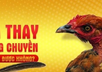 Tìm Hiểu Gà Thay Lông Chuyền Có Đá Được Không?