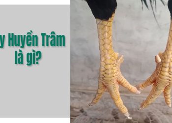 Vảy gà huyền trâm là gì? Có nên nuôi gà chọi vảy huyền trâm?