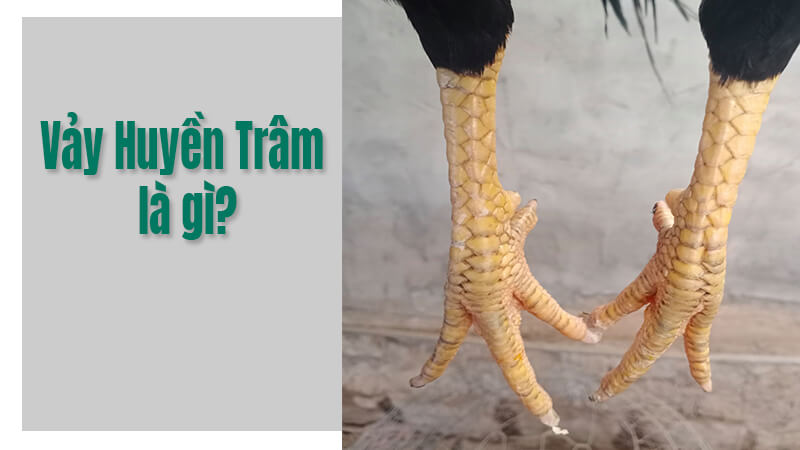 Vảy Gà Huyền Trâm là gì?