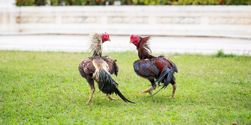 Đá gà K9Win và những đánh giá cơ bản 