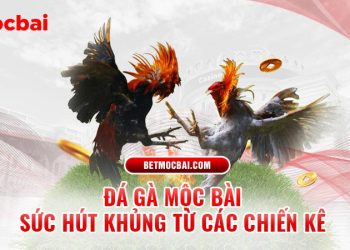 Đá Gà Mộc Bài – Sức Hút Khủng Từ Các Chiến Kê