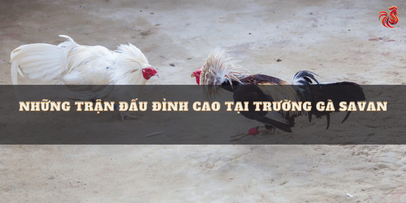 Những trận đấu đỉnh cao tại trường gà Savan