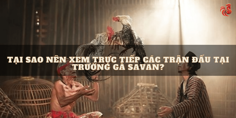 Lí do nên xem trực tiếp các trận đấu tại trường gà Savan?