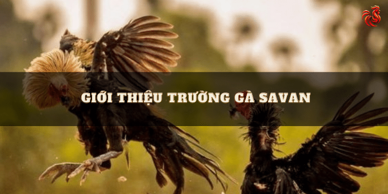 Giới thiệu trường gà savan