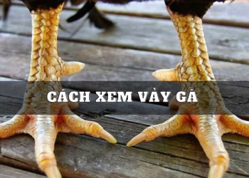 Cách xem vảy gà –  Hướng dẫn chi tiết cho người mới bắt đầu