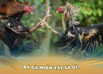 Đá Gà Miền Tây Là Gì? Khám Phá Bộ Môn Hấp Dẫn Hiện Nay