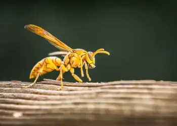 Tại sao ong vàng bỏ tổ nguyên nhân bắt nguồn từ đâu